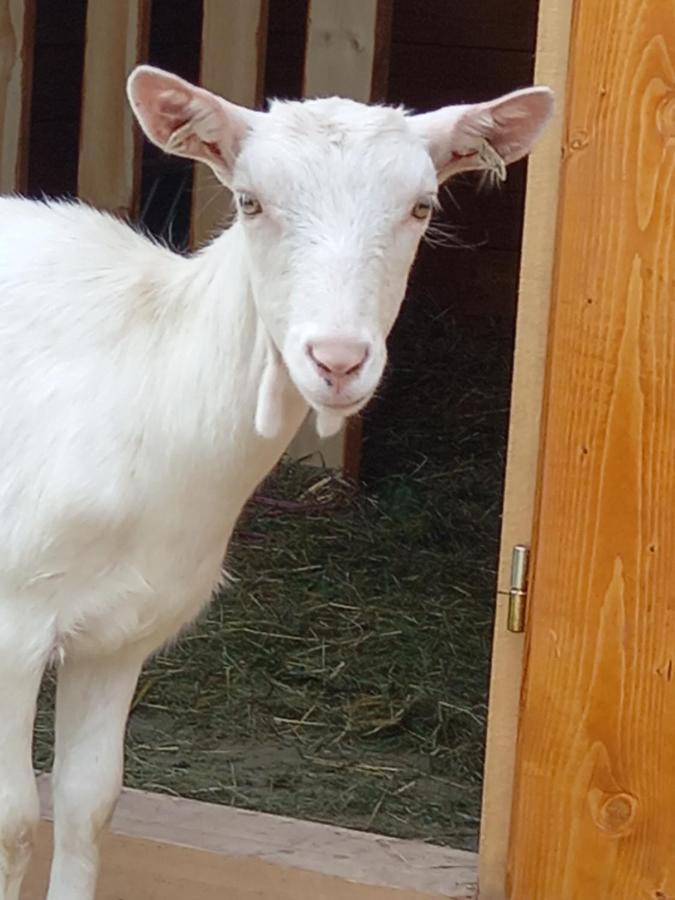 Apartmán U Berňáků Abertamy